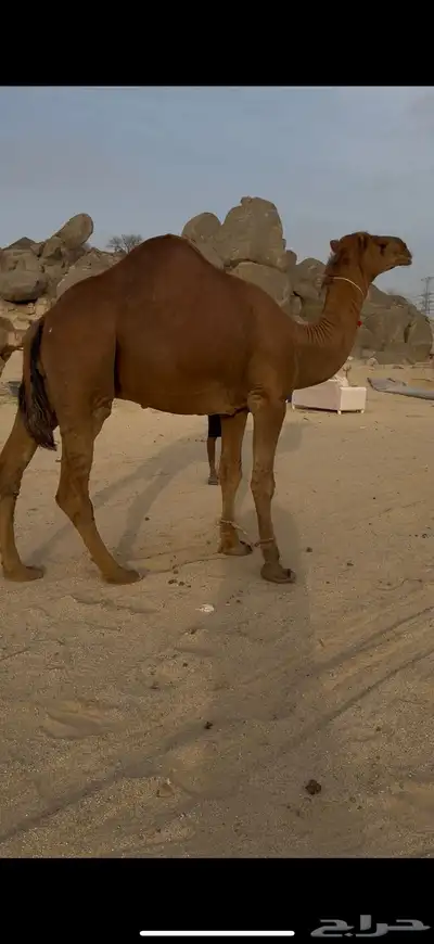 قعود رباع كفو من ابل سليم المحمادي index