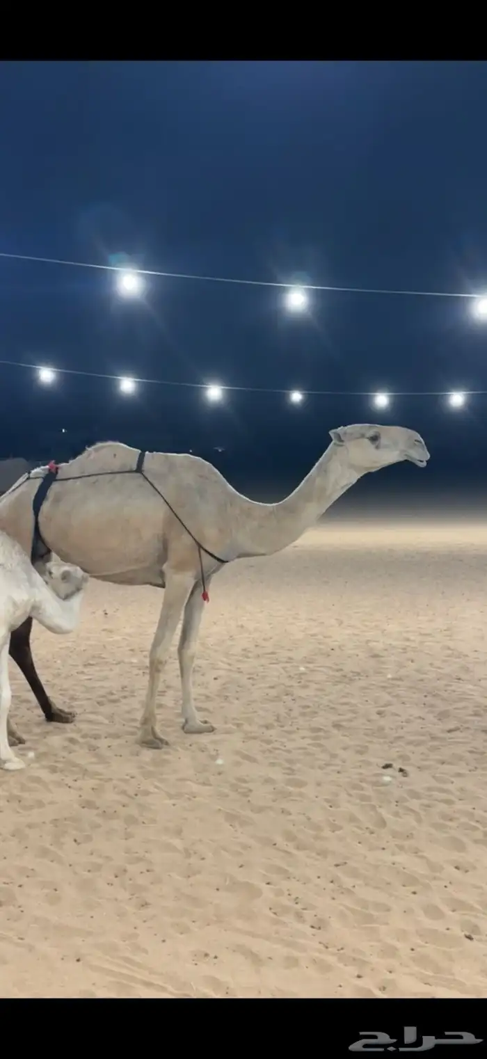 عشرا بكر السن رباع 8