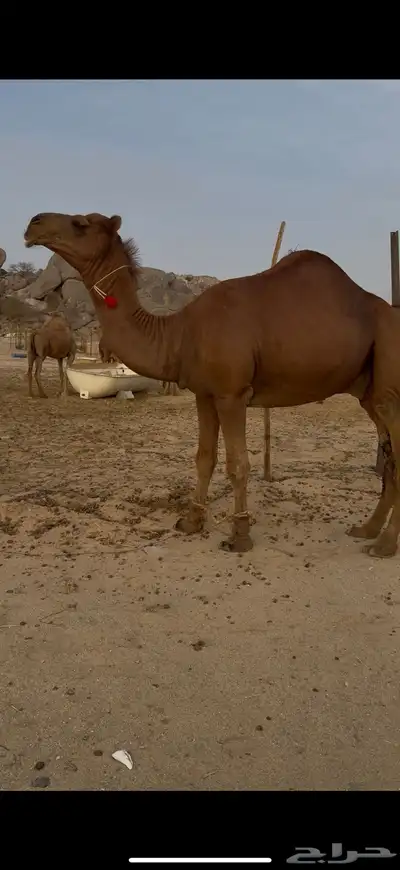 قعود رباع كفو من ابل سليم المحمادي index