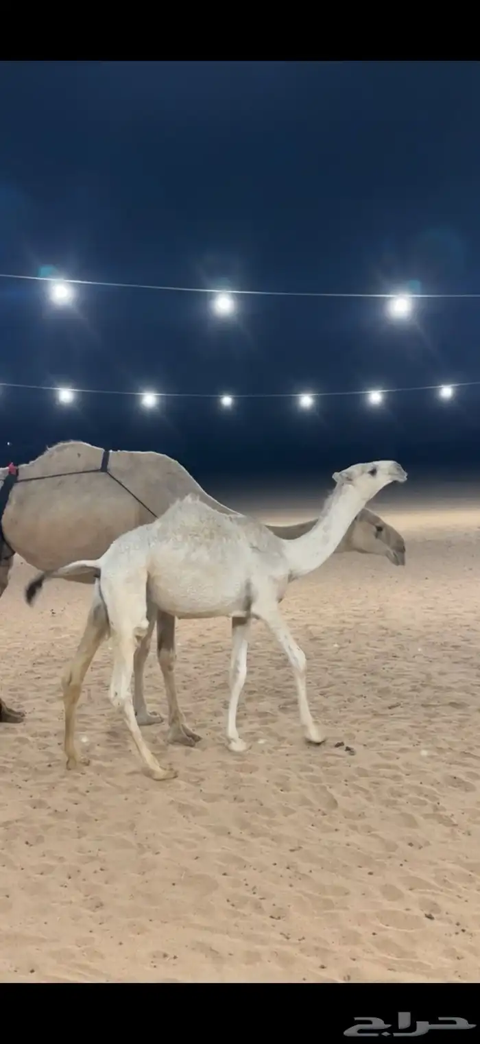 عشرا بكر السن رباع 3
