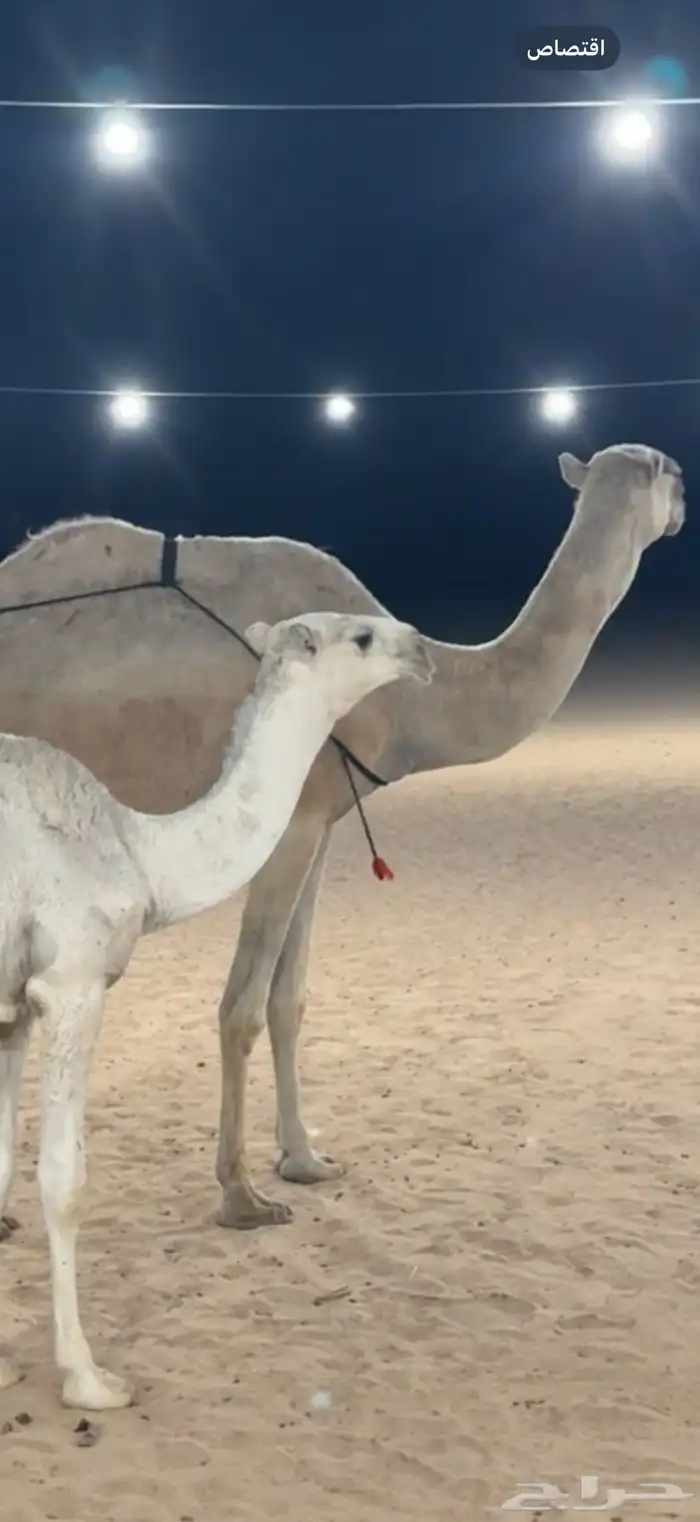 عشرا بكر السن رباع 2