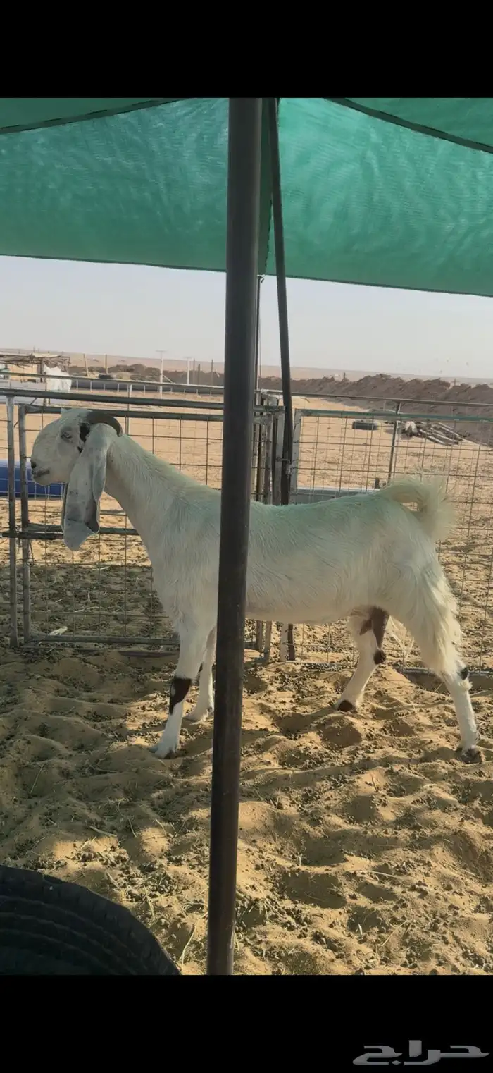 عنز مشروكه دافع 0