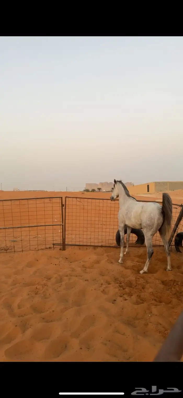 حصان 2