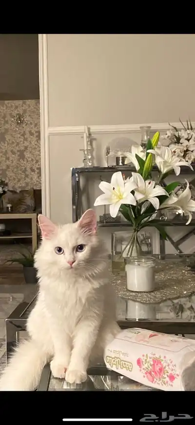 قطه للتبني 0