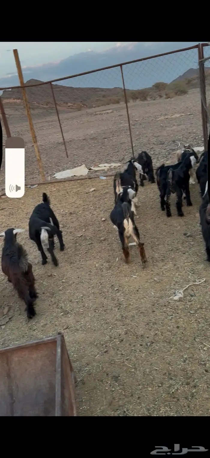 تيوس وجفار 2