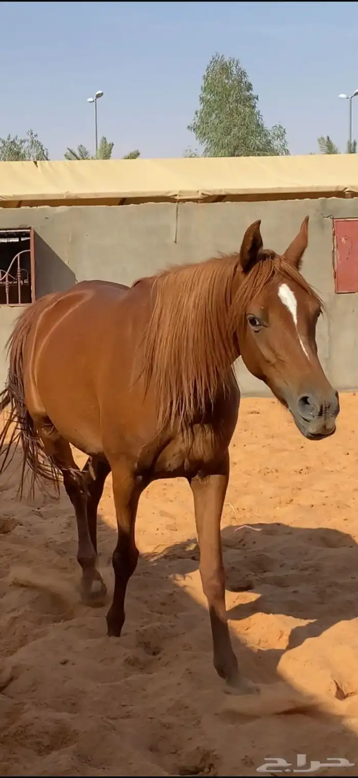 فرس شعبيه فاخره 2