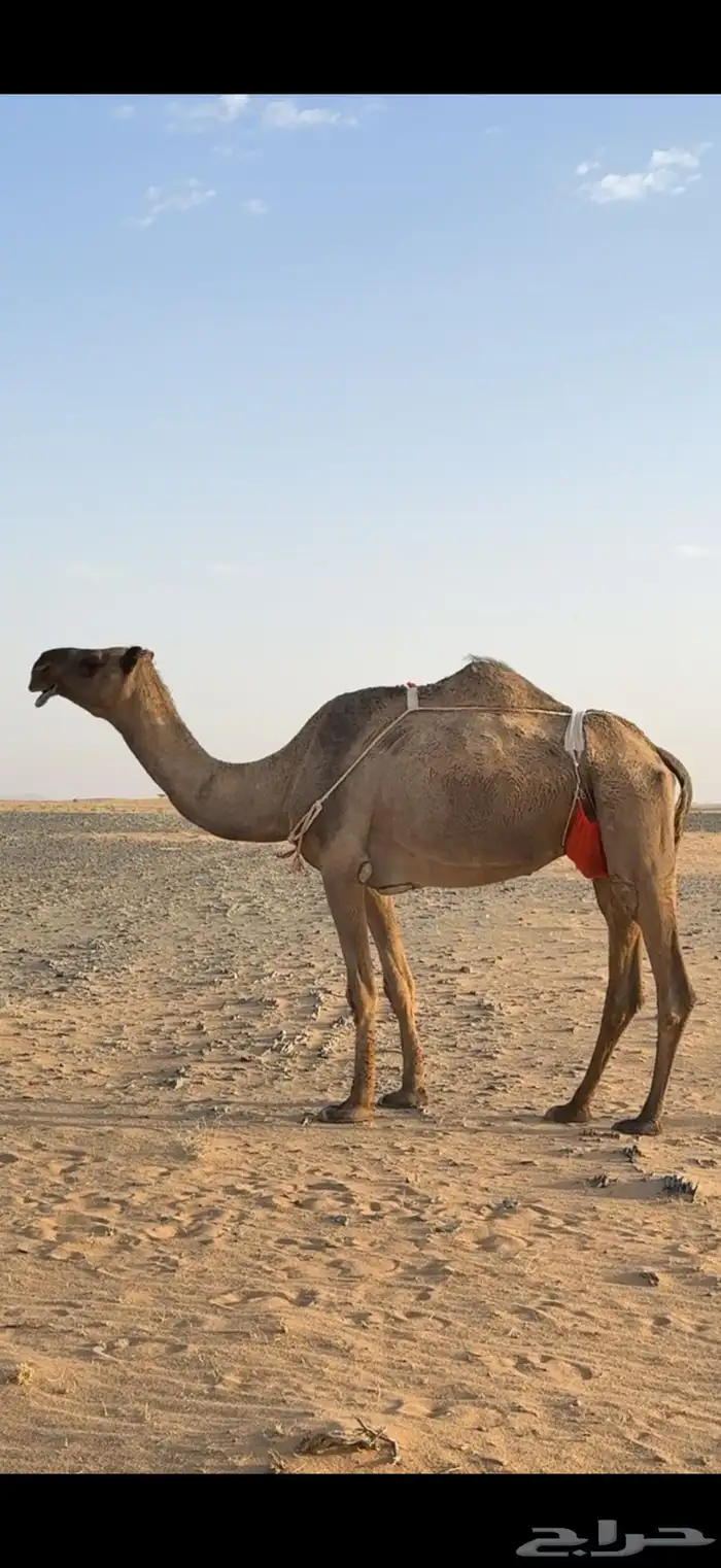 عشراء صفراء منتج 1