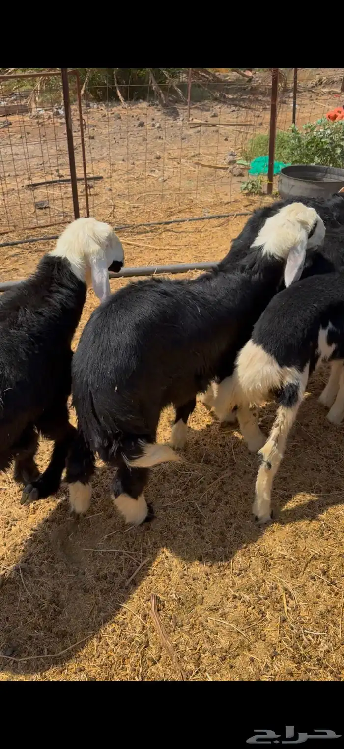 طليان ورخال 3