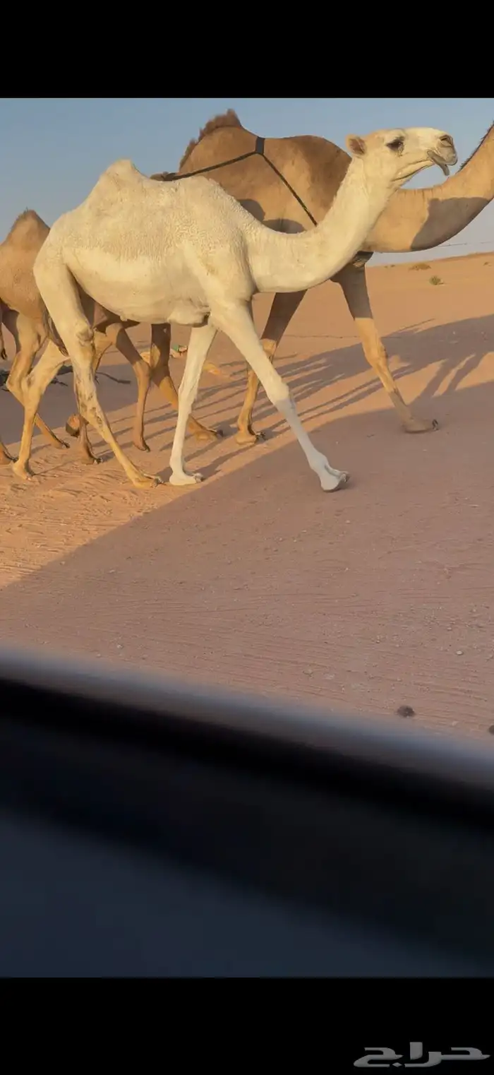 بكره مفروده وضحا 2