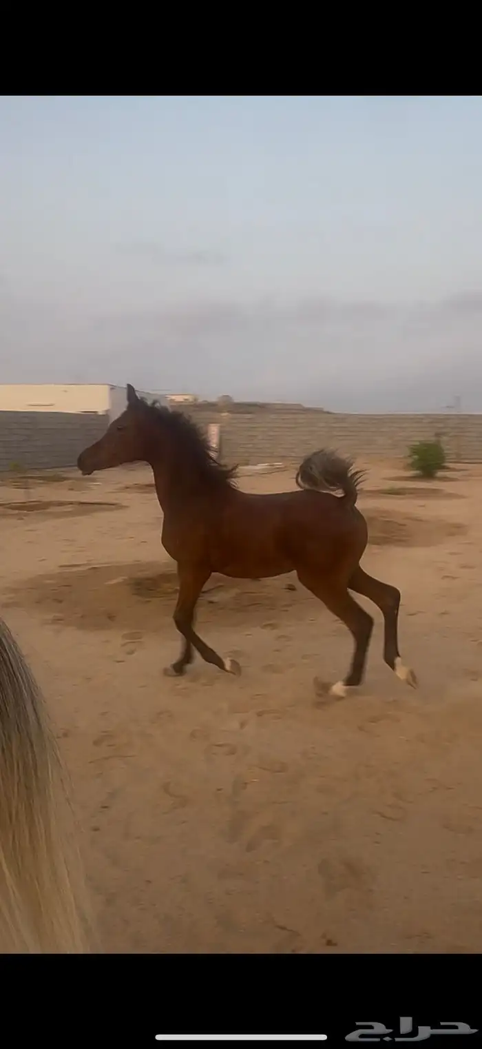 مهر واهو 0