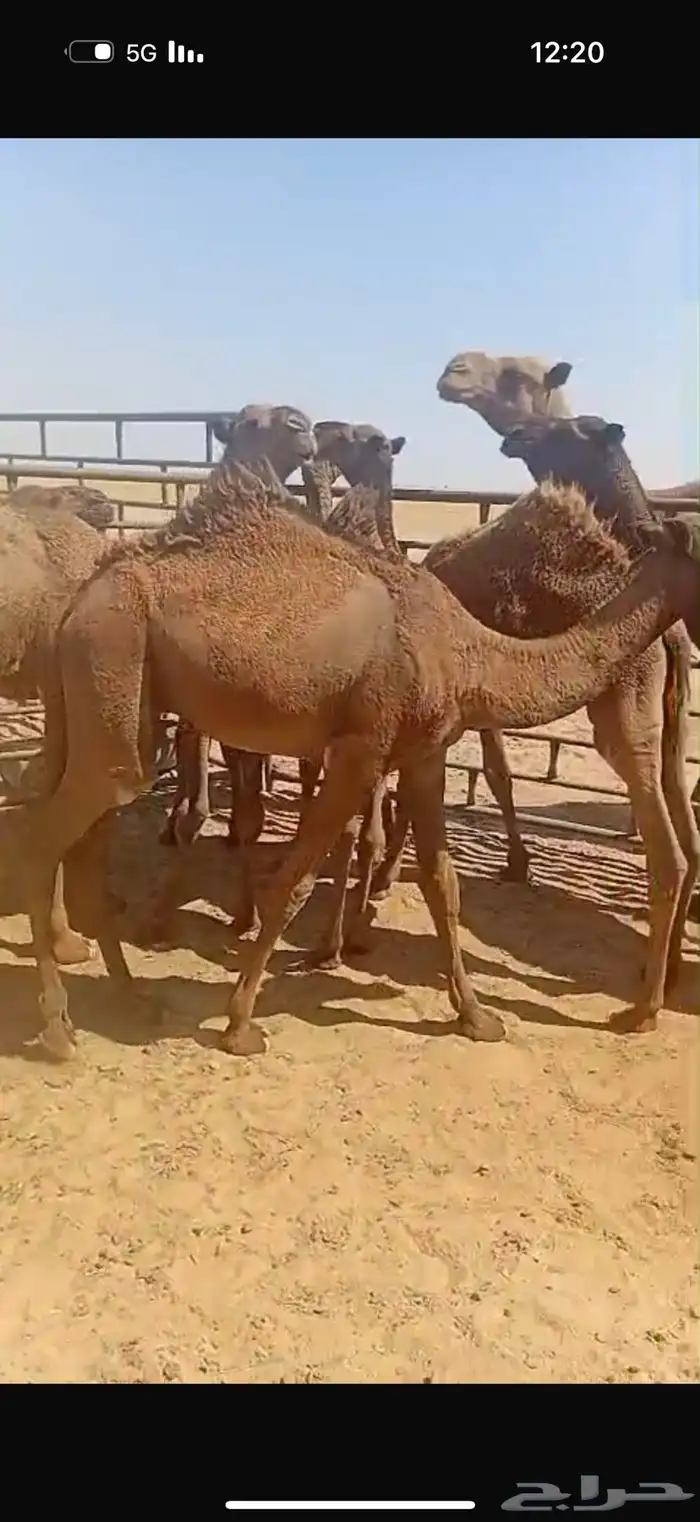 قعدان شحم فل الفل العدد 8 0