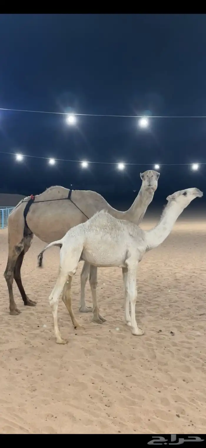 عشرا بكر السن رباع 5