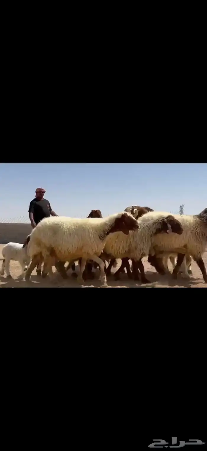 مراح نعيم صنف فاااخره متابيع ب فحولها 3