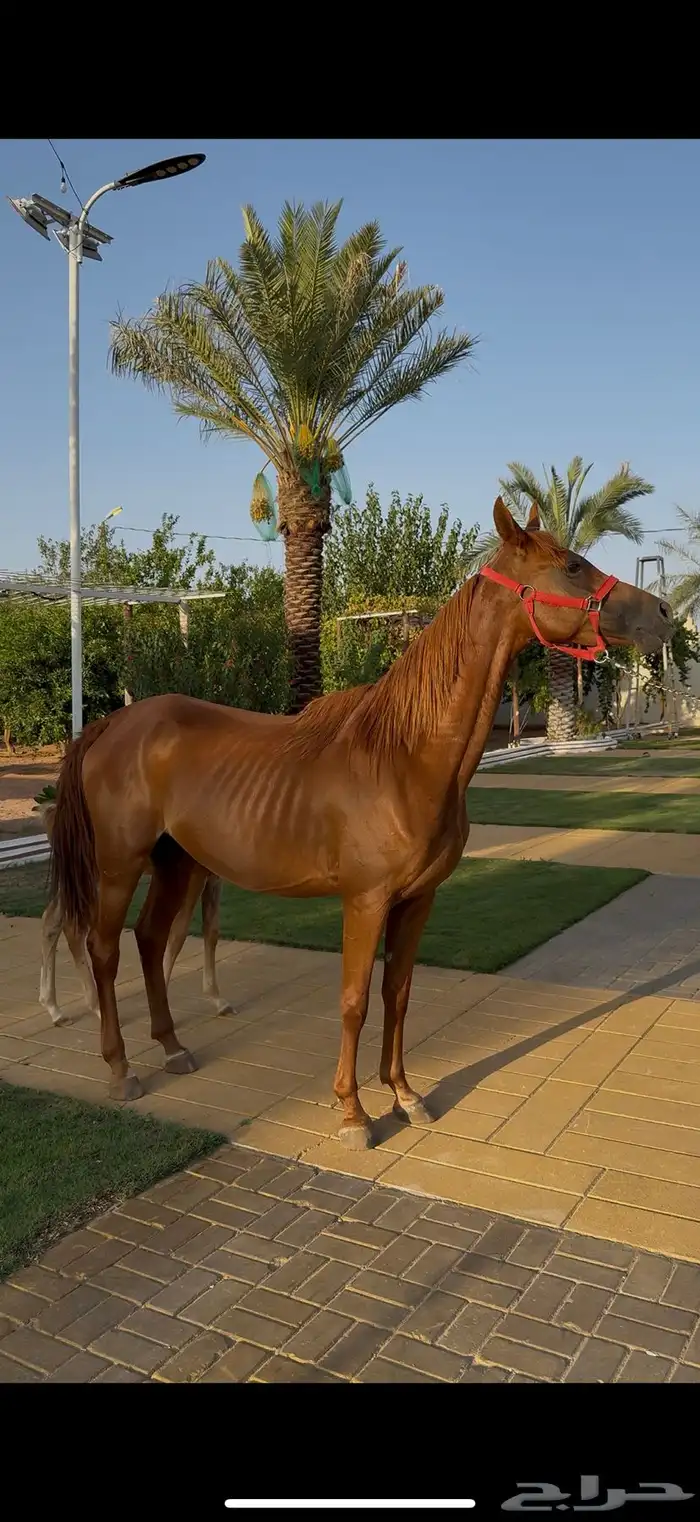 فرس شعبيه فاخره 0