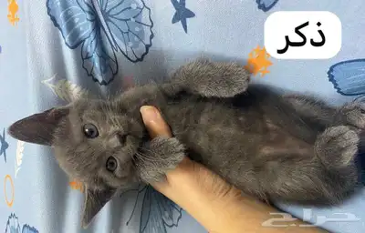 قطط للتبني في جده index