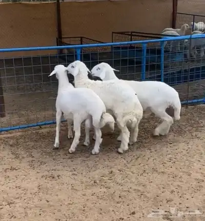 طليان 0