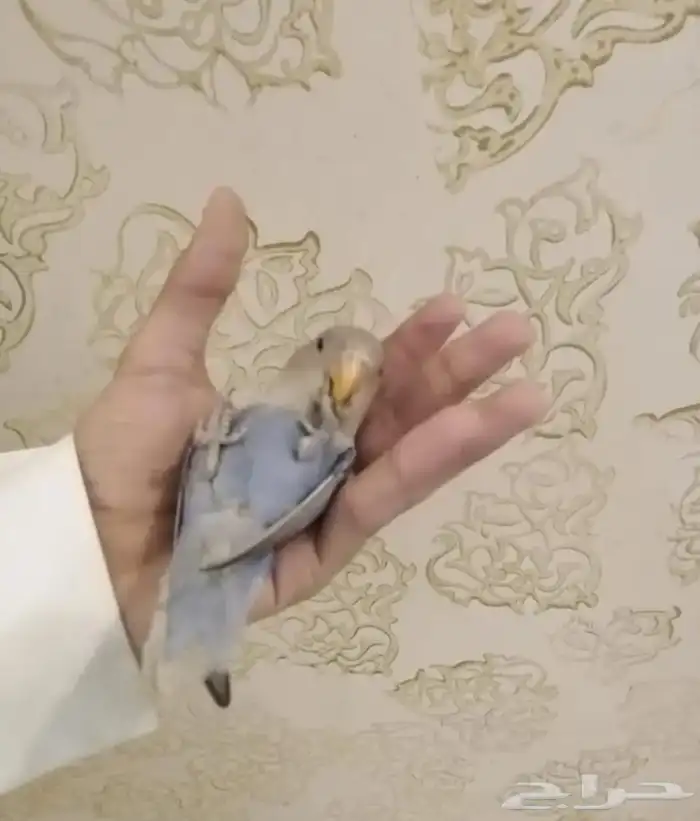 طيور روز 2
