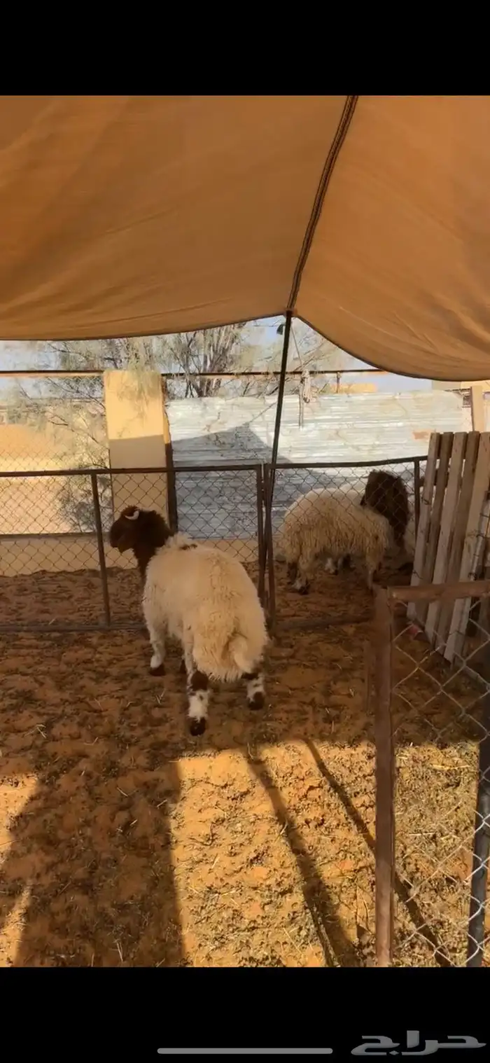 خروف نعيمي 4