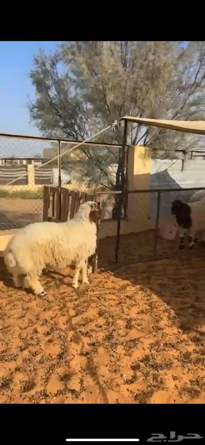 خروف طيب عمره 6 شهور ونص طيب ظهره فل 1