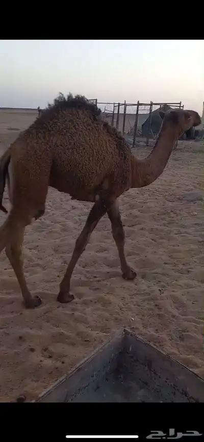 للبيع قعود index