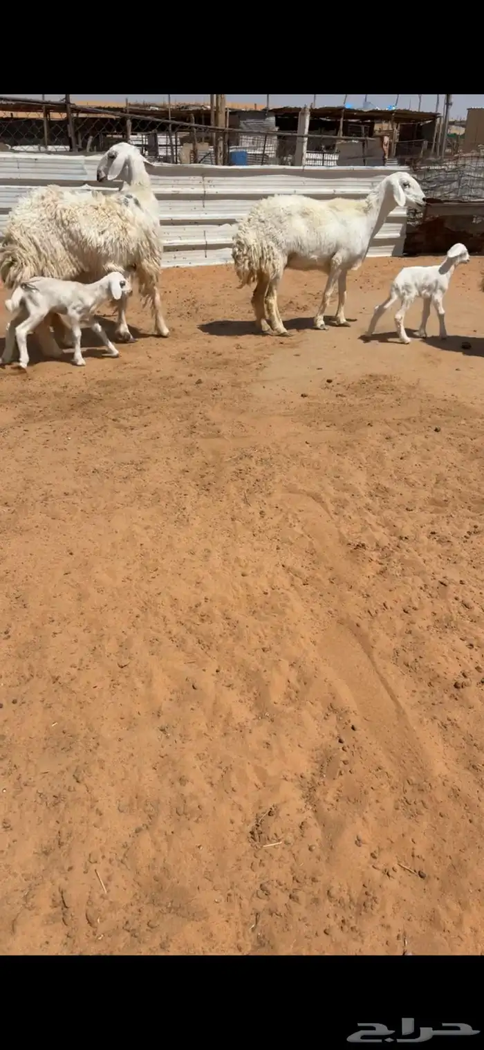 تم البيع 2