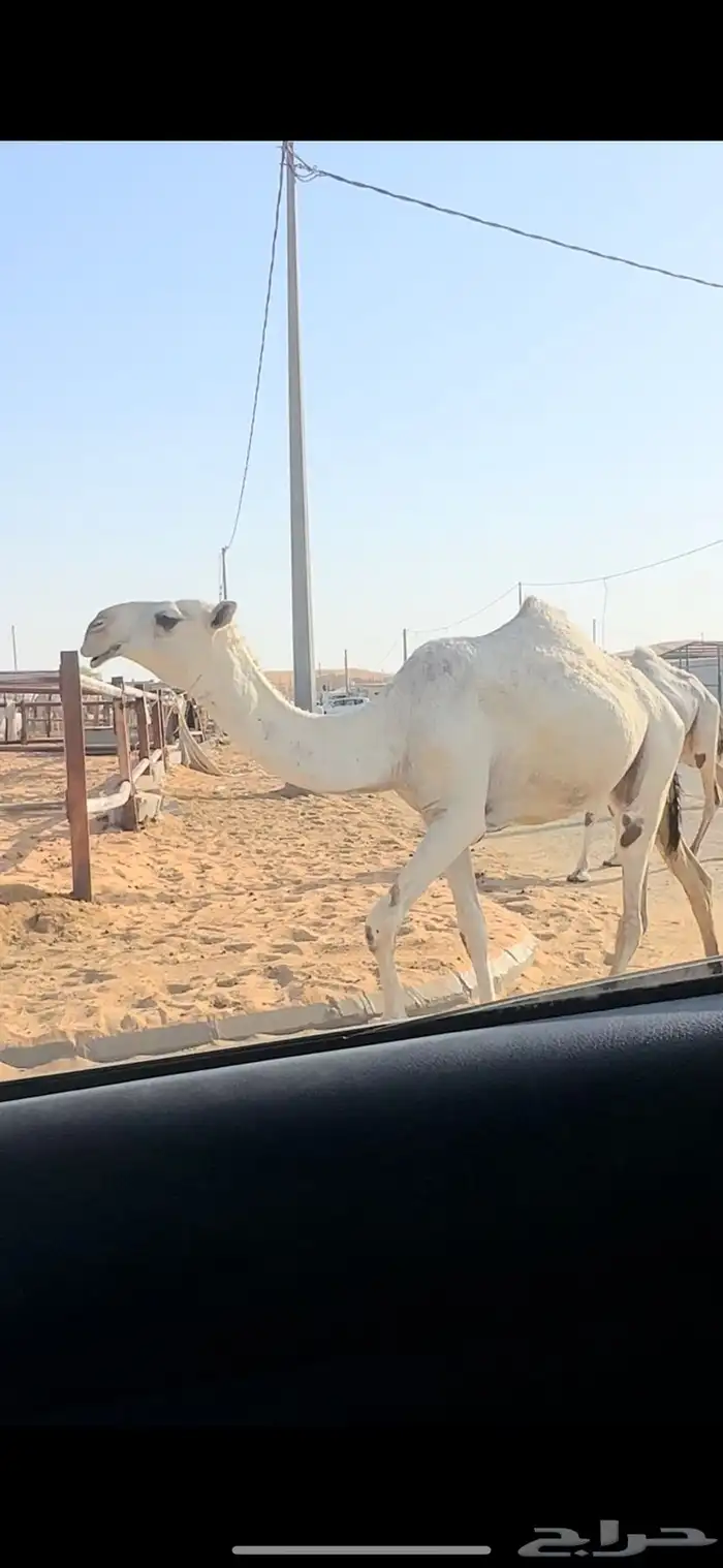 بكار ثنتين 0
