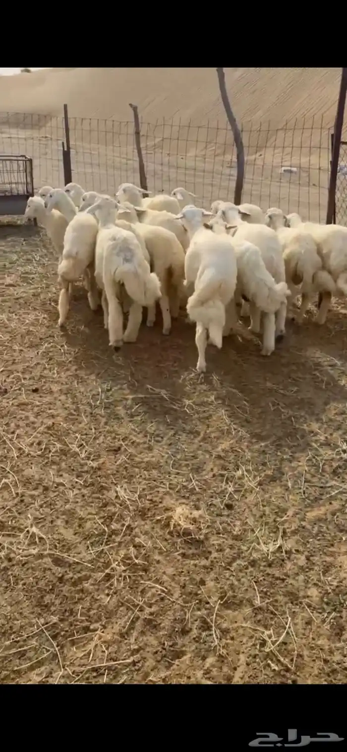 طليان حريه للبيع العدد16(تم البيع) 2