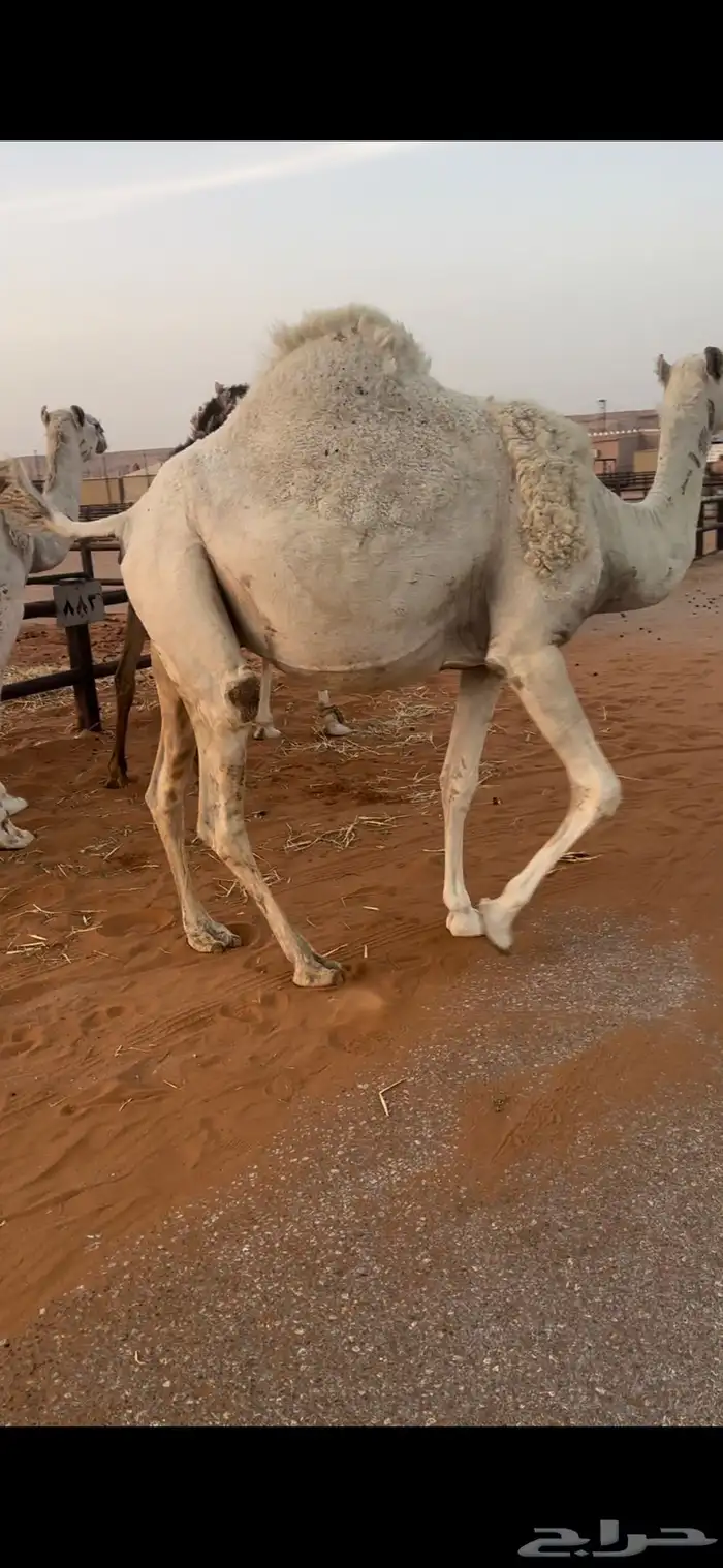 لقحه ثنيه وضحى 1