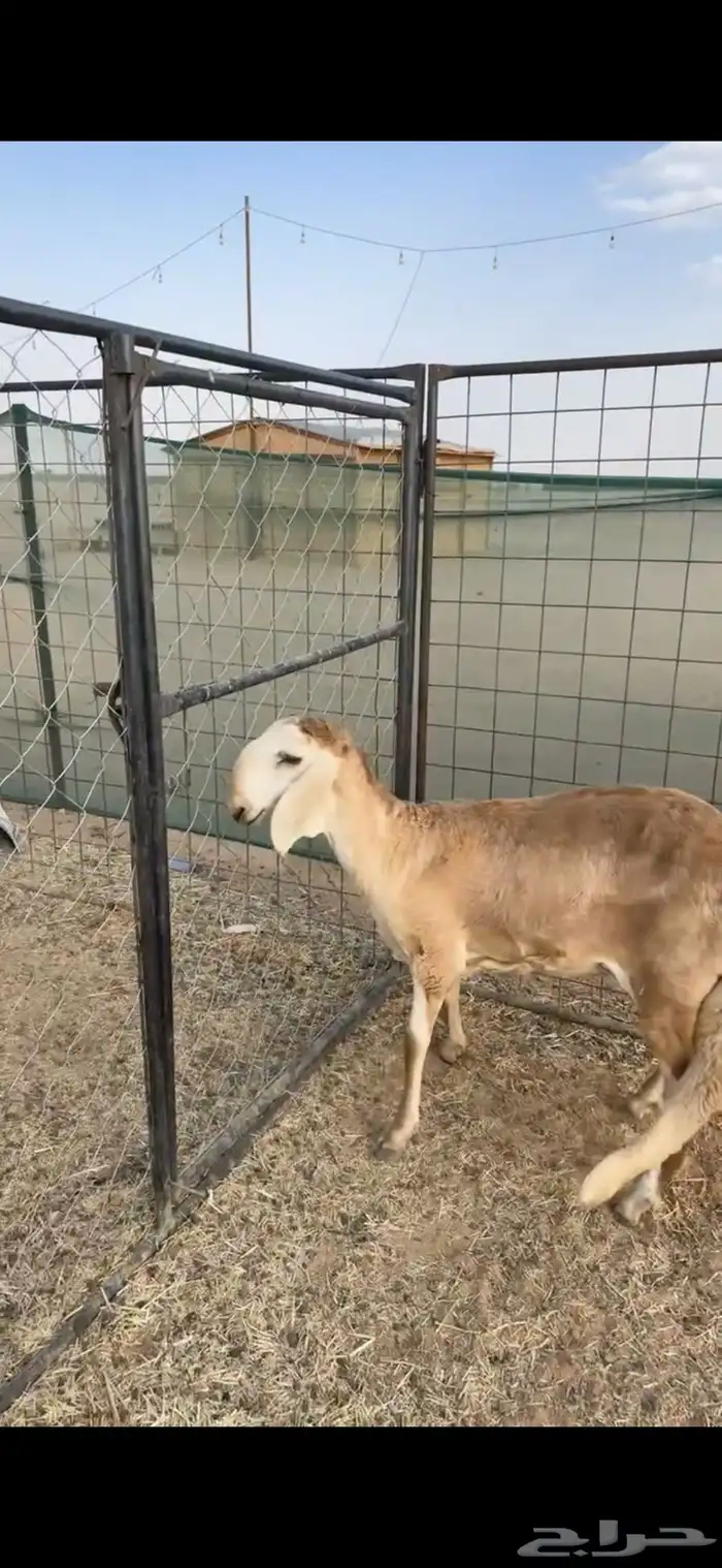 رخل ساكنيه جذعه صنف 1