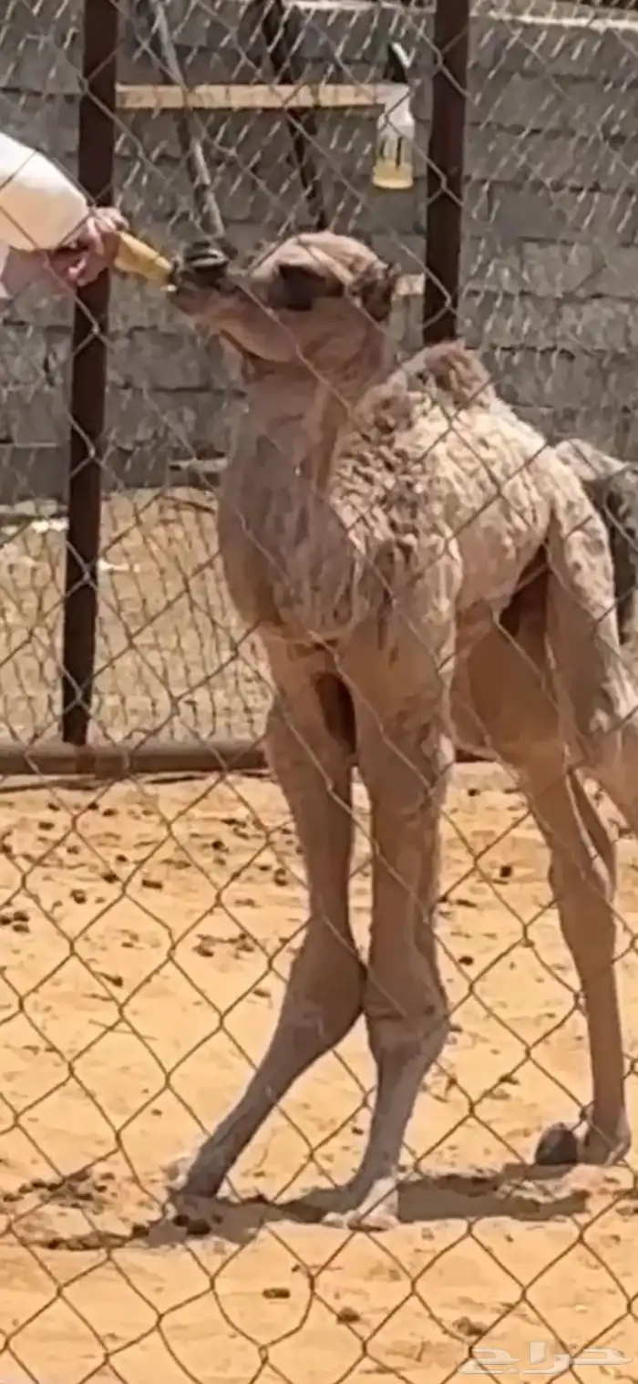قعود ظيار يرضع من اي شي 1