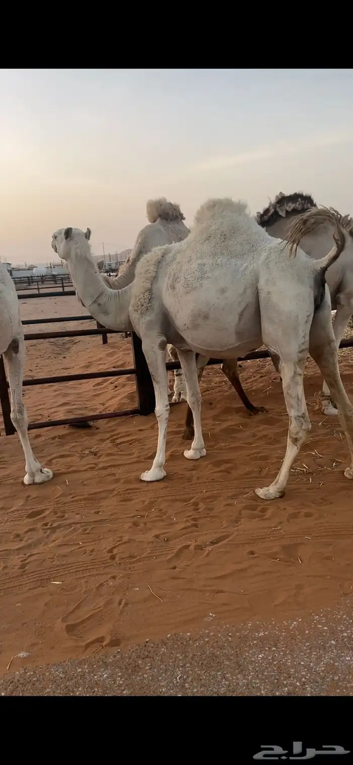 لقحه ثنيه وضحى 2