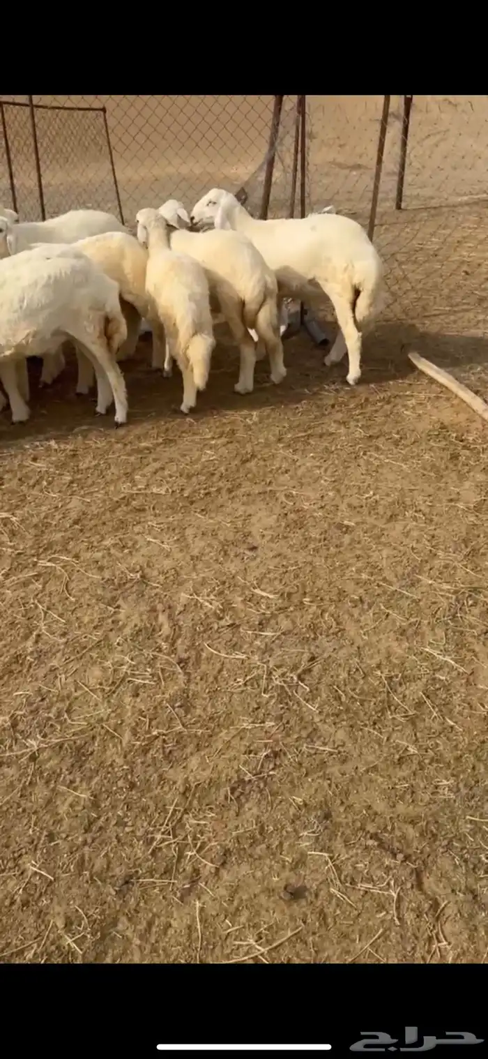 طليان حريه للبيع العدد16(تم البيع) 0