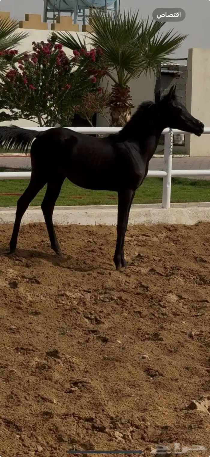 مهره ذهما شعبيه من فواخر الشعبيات 6