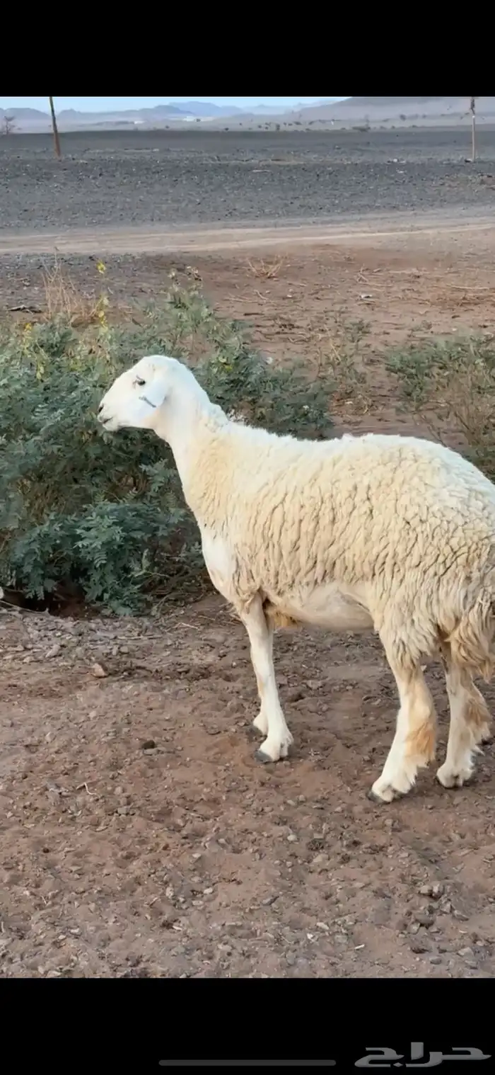 رخل صنف 0