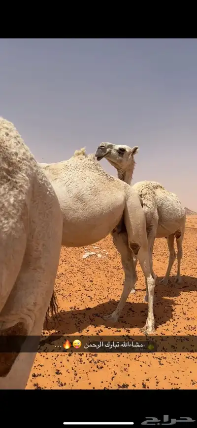 ناقه عشرا كفو قعود طيب index