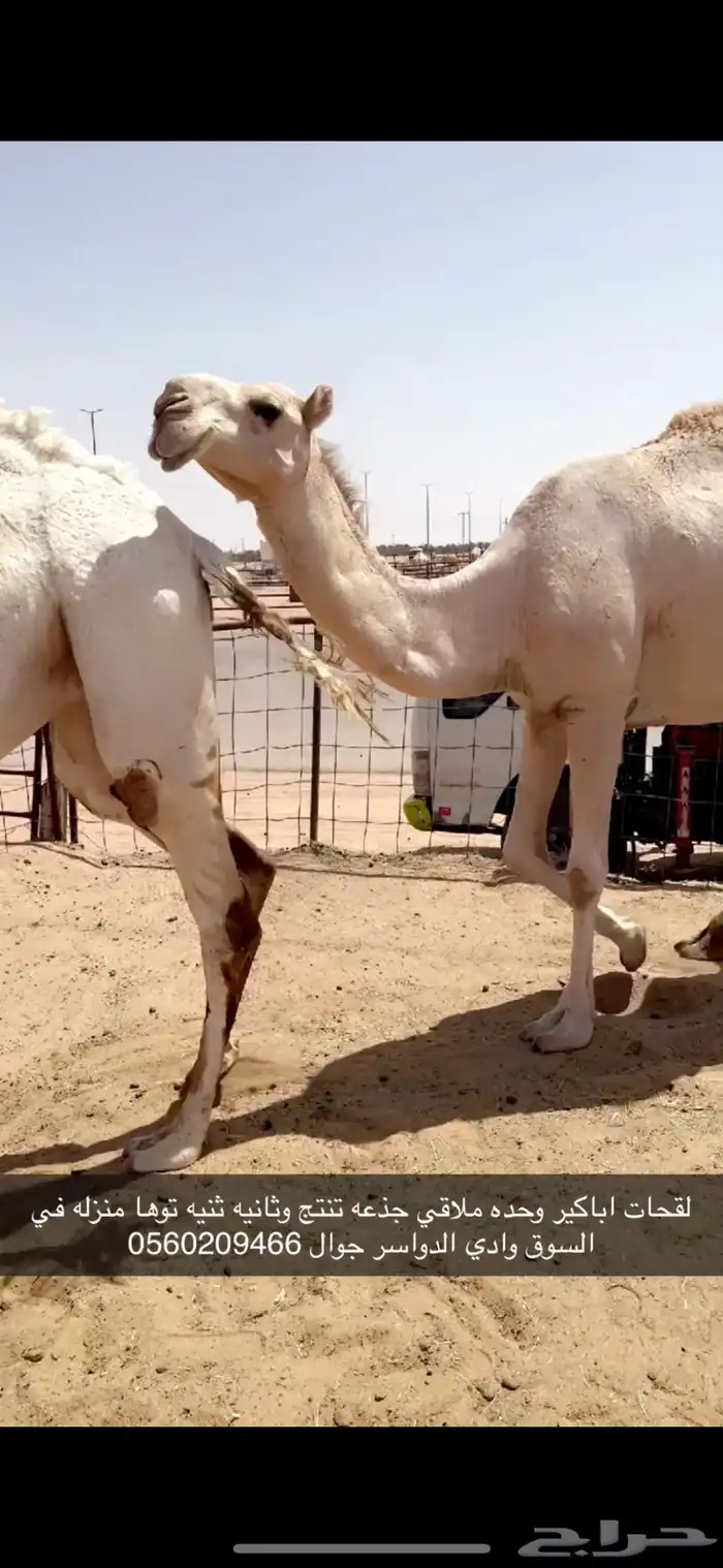 لقحات مقاريب 1