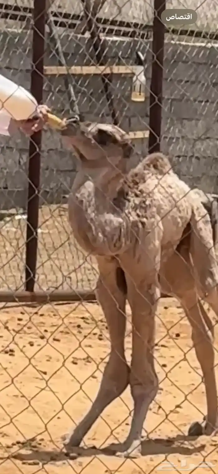 قعود ظيار يرضع من اي شي 2