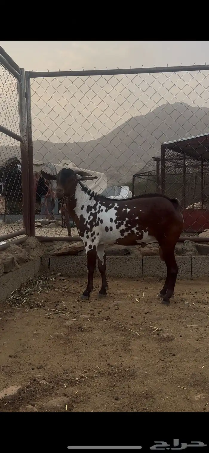تيس امرخ مأصل 4