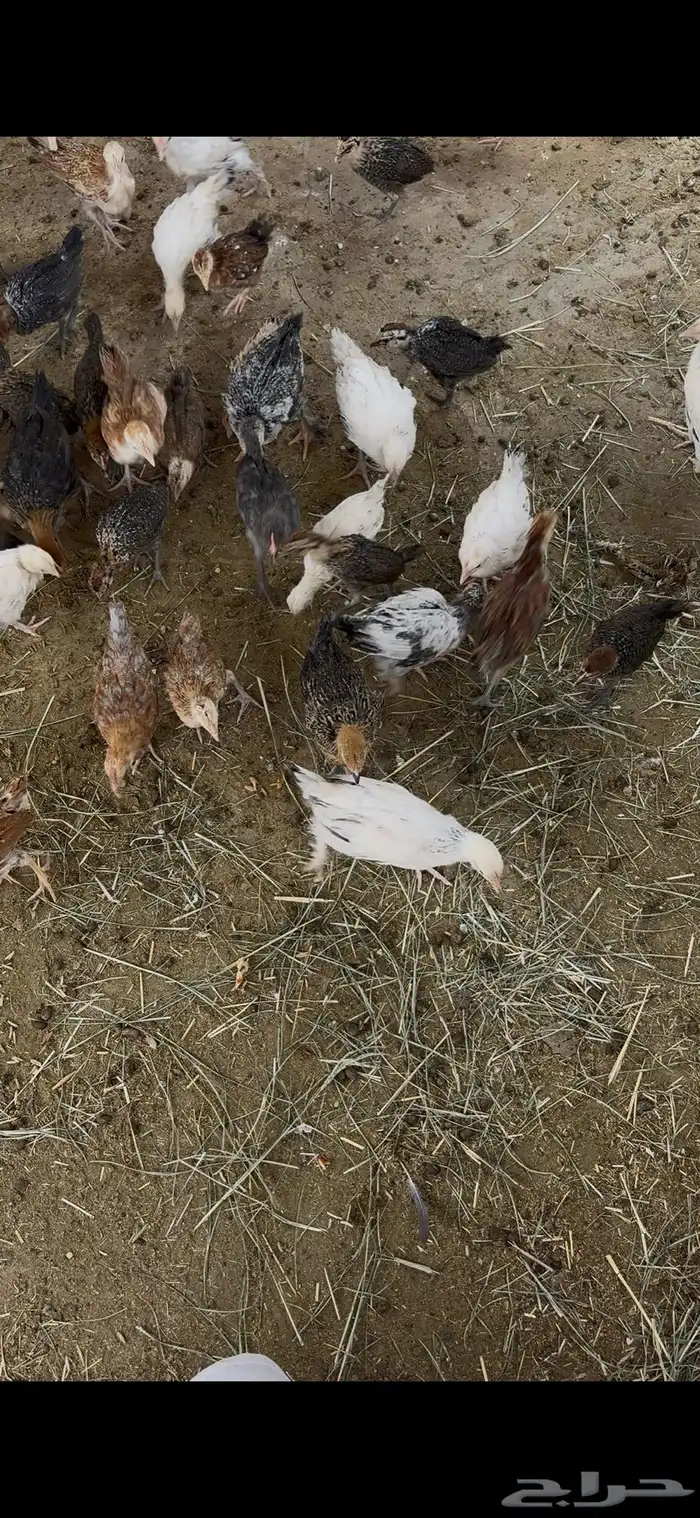 فروخ دجاج 1