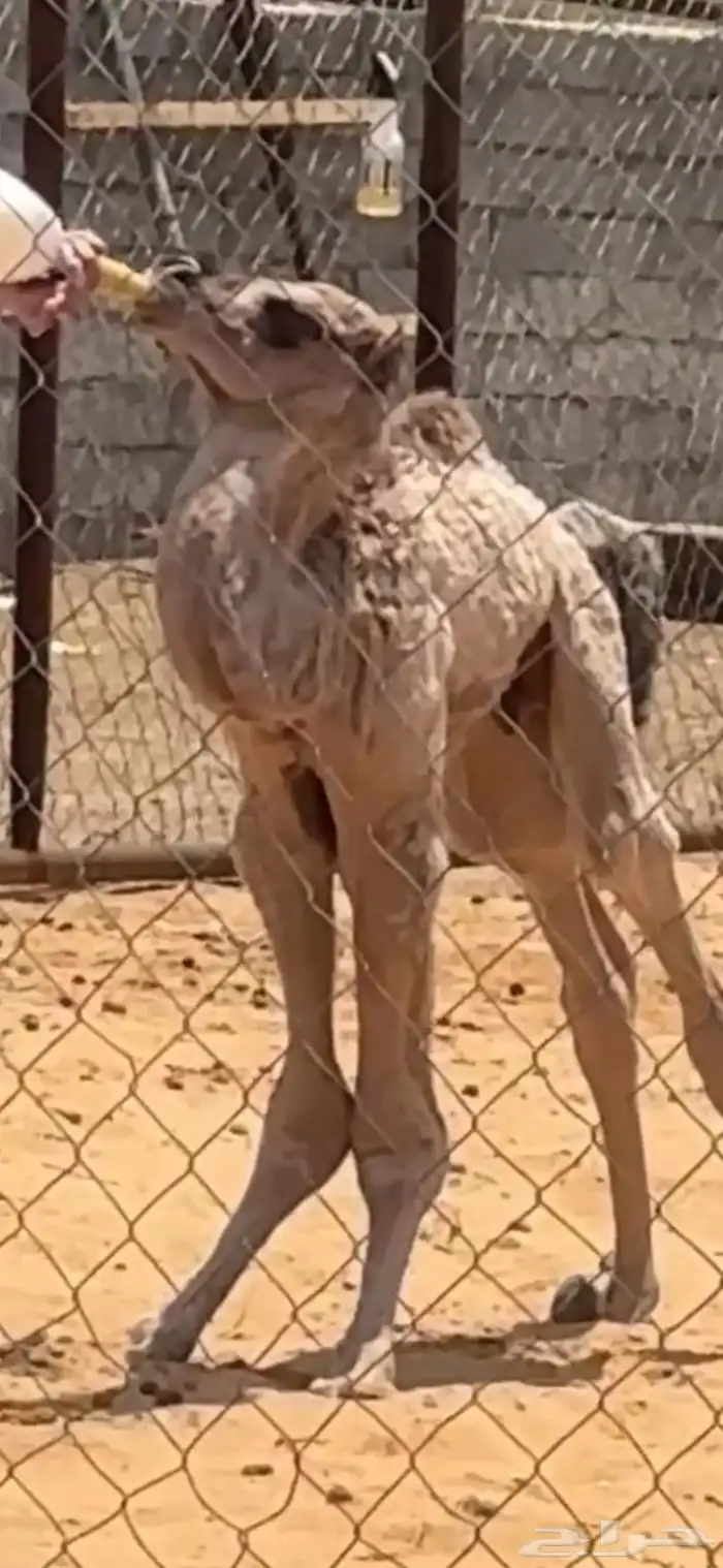 قعود ظيار يرضع من اي شي 0
