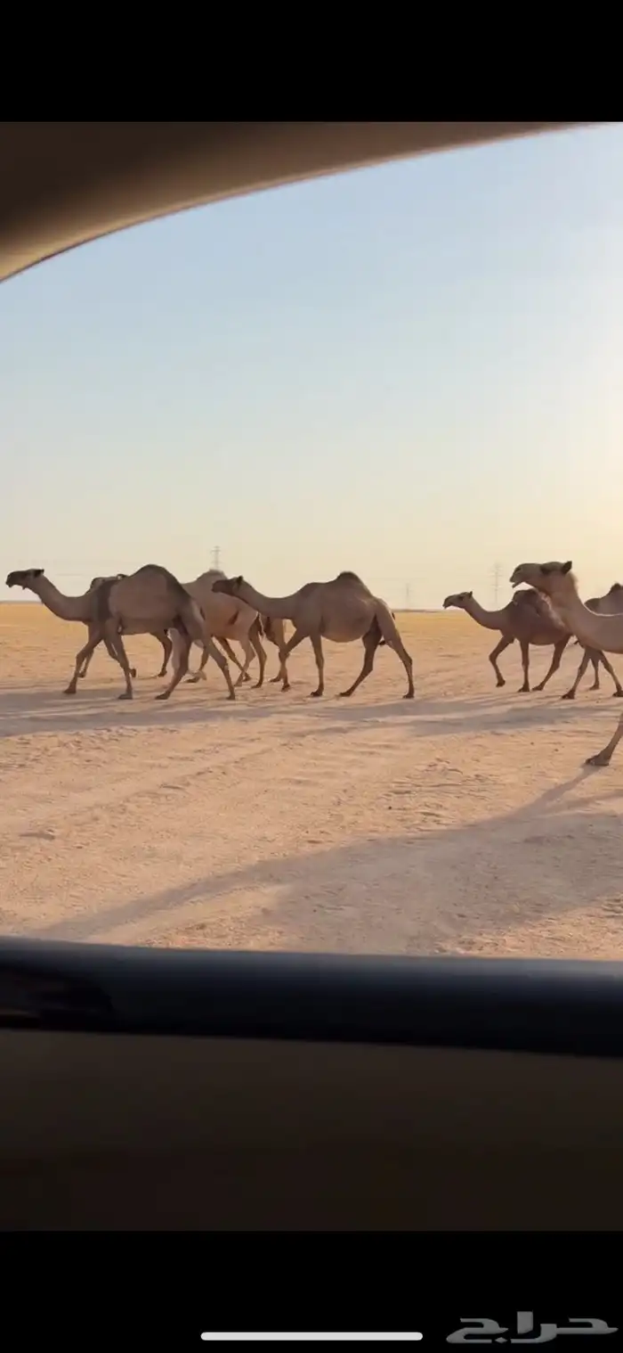 البل الصفر الي عددها 8 فيها لقحات وخلفه 0