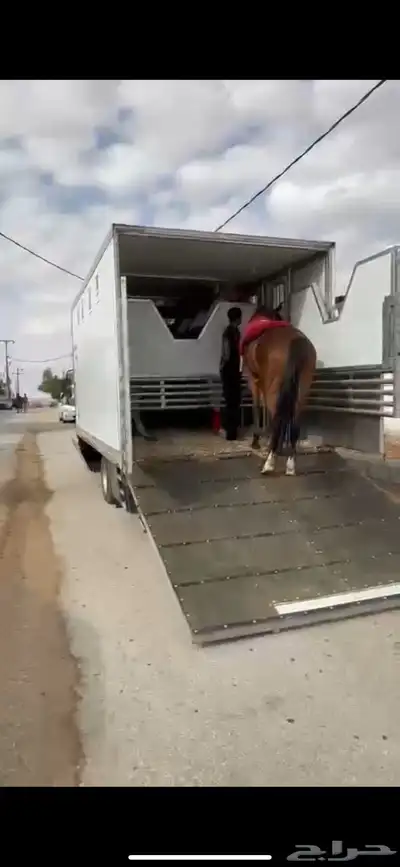 عربة خيل 6 روس دينا خيل 6 روس عربه نقل خيل دينا نقل خيول index