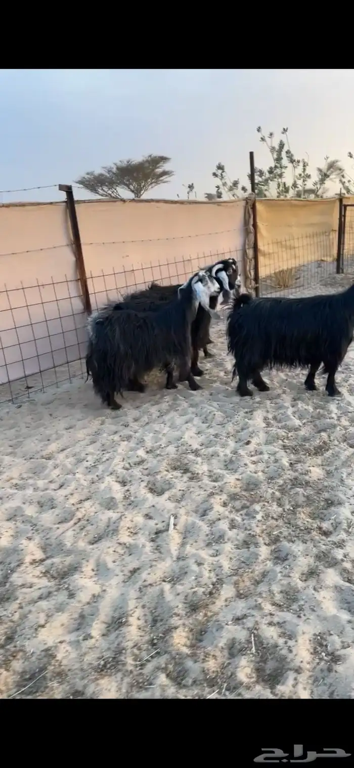 البيع معزا عوارض جنب 5