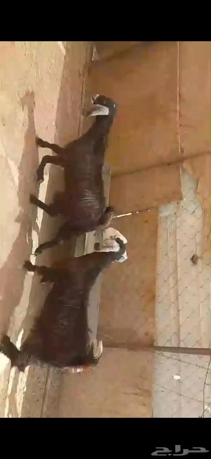 البيع جفار العدد 2 أعمره أربعة شهور ونص الى خمسة شهور 2