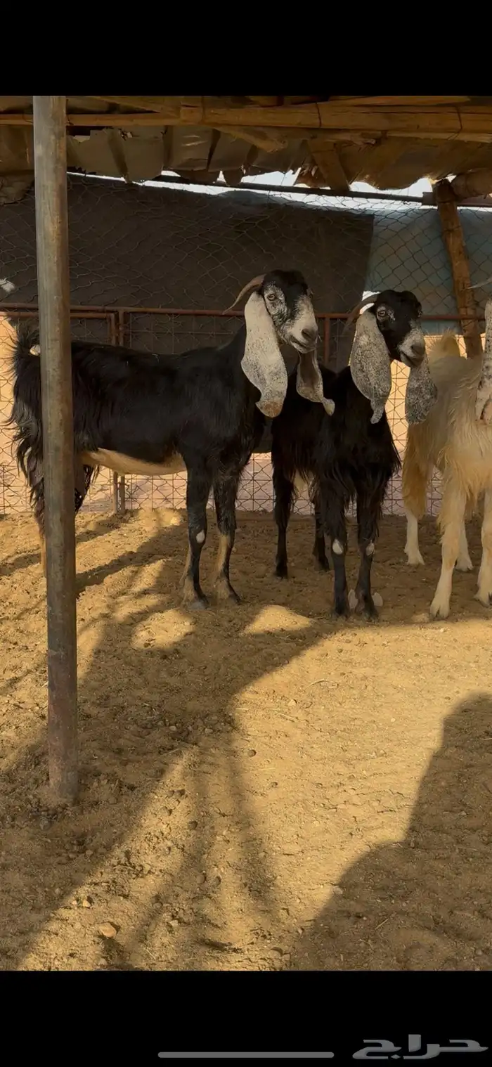 معزا ثنوات ورباعيات 0
