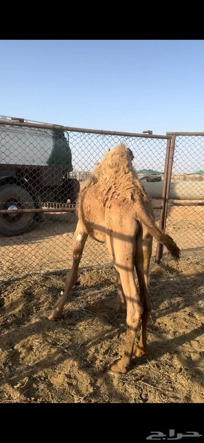 قعود فاخر المجمعه 3