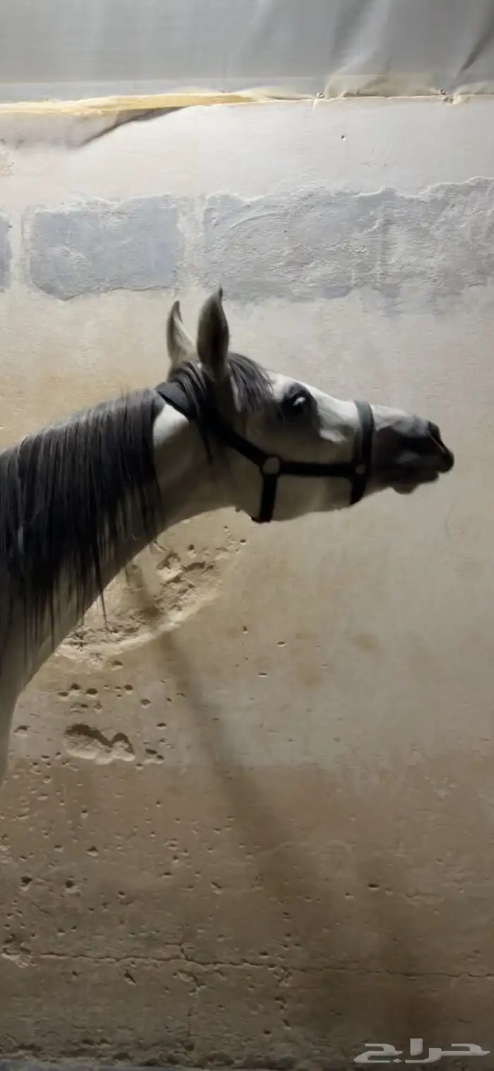 حصان شعبي شيخ 2