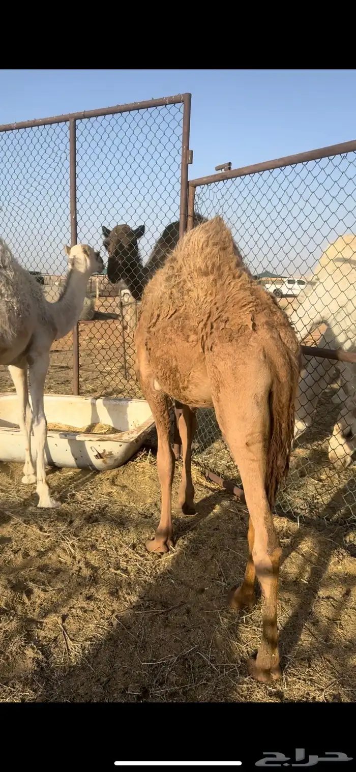 قعود فاخر المجمعه 0