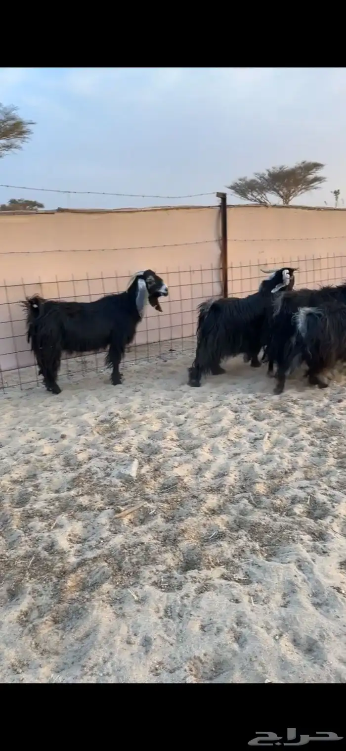 البيع معزا عوارض جنب 3