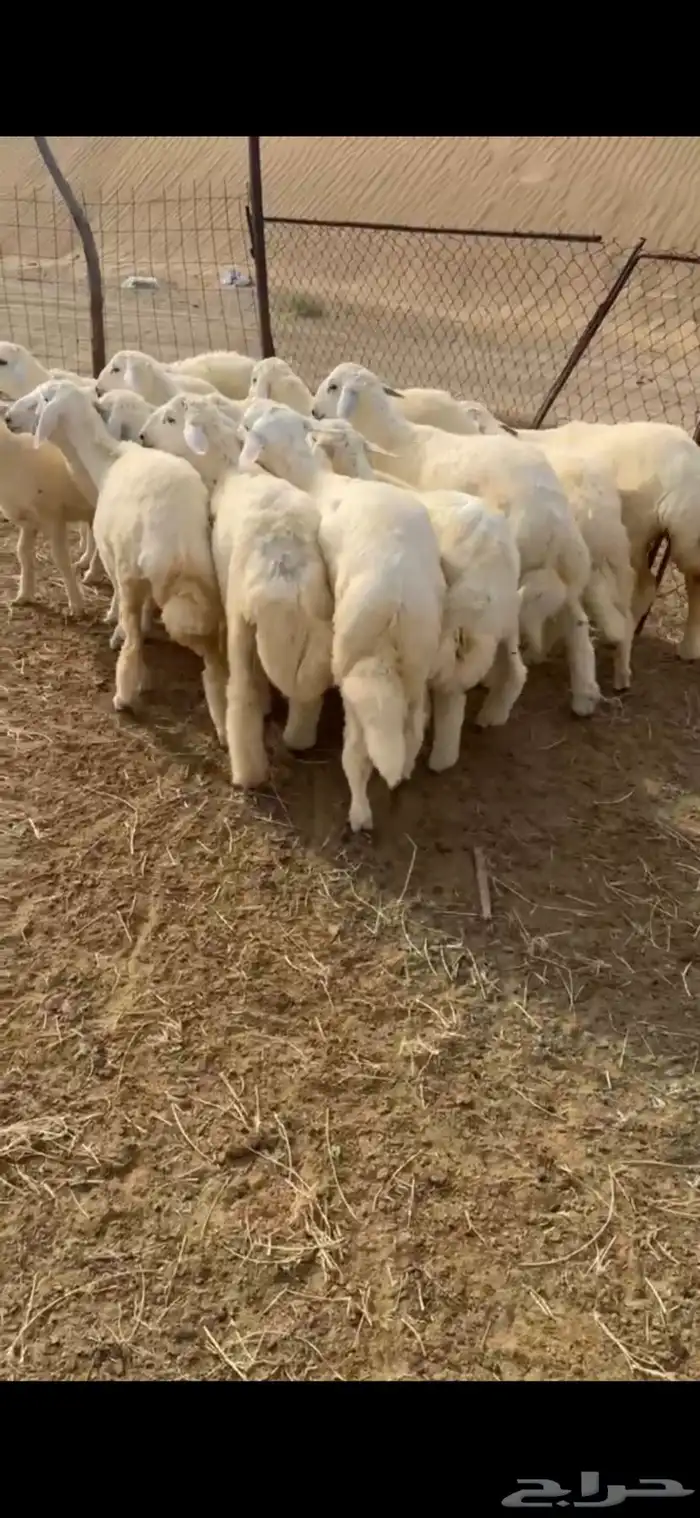 طليان حريه للبيع العدد16(تم البيع) 3